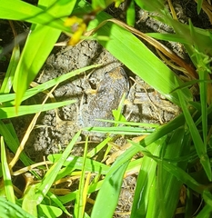 Uperoleia laevigata