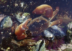 Cyclograpsus punctatus