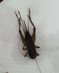 Grylloidea