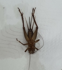 Grylloidea