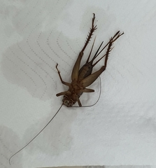 Grylloidea