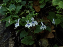 Lobelia cuneifolia