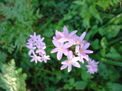 Tulbaghia maritima