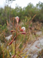 Eulophia lamellata