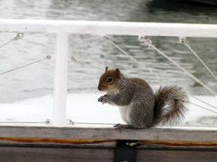 Sciurus carolinensis