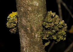 Neonectria ditissima