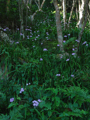Tulbaghia maritima