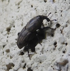 Sphenophorus coesifrons