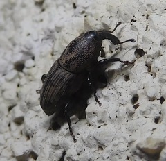 Sphenophorus coesifrons