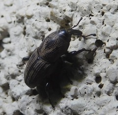 Sphenophorus coesifrons
