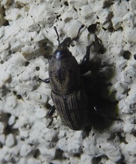 Sphenophorus coesifrons