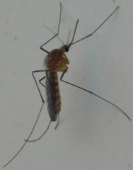 Culex pipiens
