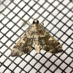 Nacoleia glageropa