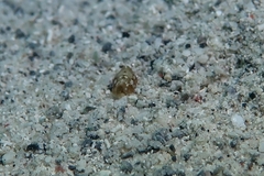Cephalaspidea