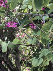 Bauhinia × blakeana