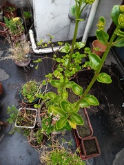 Magnoliopsida