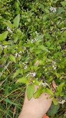 Solanum opacum