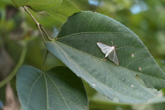 Cydalima laticostalis