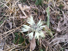 Centaurea cheiranthifolia