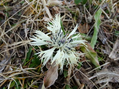 Centaurea cheiranthifolia