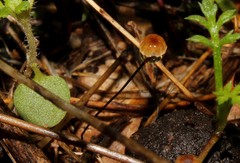Cryptomarasmius corbariensis