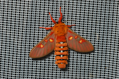 Balacra flavimacula