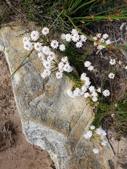 Pseudoselago gracilis