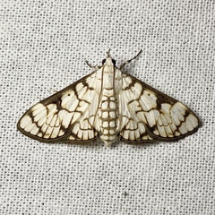 Aphytoceros lucusalis