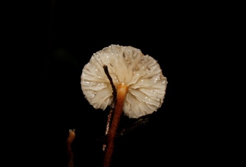 hairy parachute