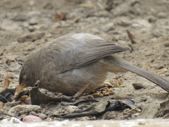 Argya striata