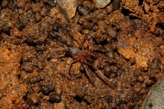 Mesiotelus