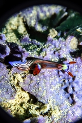 Nembrotha