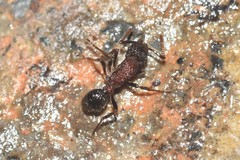 Stictoponera bicolor