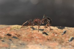 Stictoponera bicolor