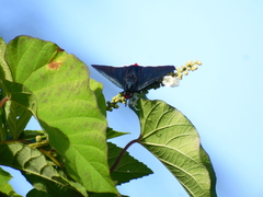 Pyrrhopyge