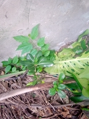 Heptapleurum arboricola
