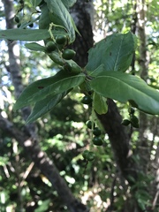 Coccoloba microstachya