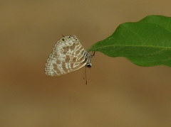 Leptotes plinius plinius