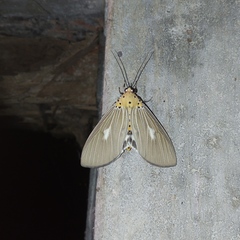Asota canaraica
