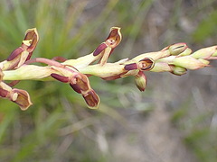 Disa reticulata