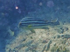 Plectorhinchus caeruleonothus