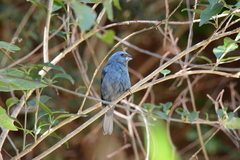 Cyanoloxia glaucocaerulea
