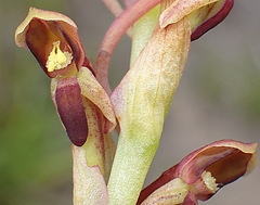 Disa reticulata