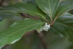 Attacus taprobanis