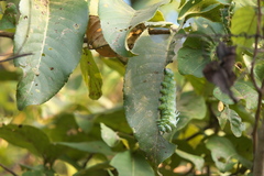 Attacus taprobanis