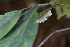 Attacus taprobanis