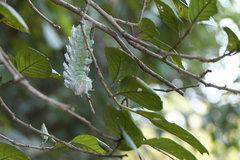 Attacus taprobanis