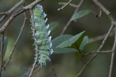 Attacus taprobanis