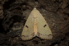 Ophiusa parcemacula