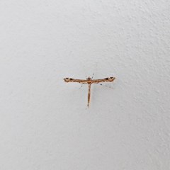 Stenoptilodes sematodactyla